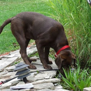 Meet your Posher, Peter